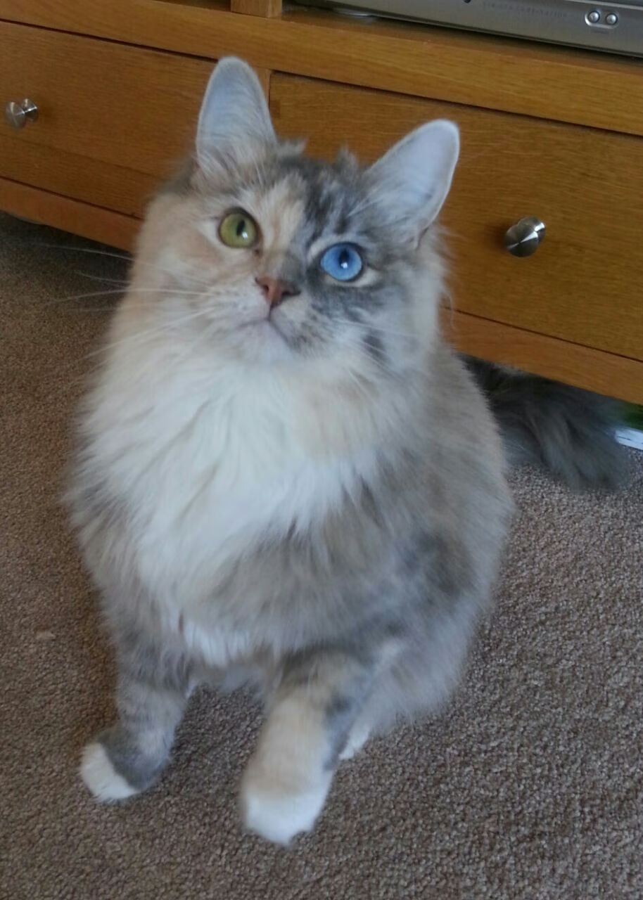 米兰体育APP-国家滑雪管理中心发布滑雪季各地开放时间通告，国家滑雪场在哪里