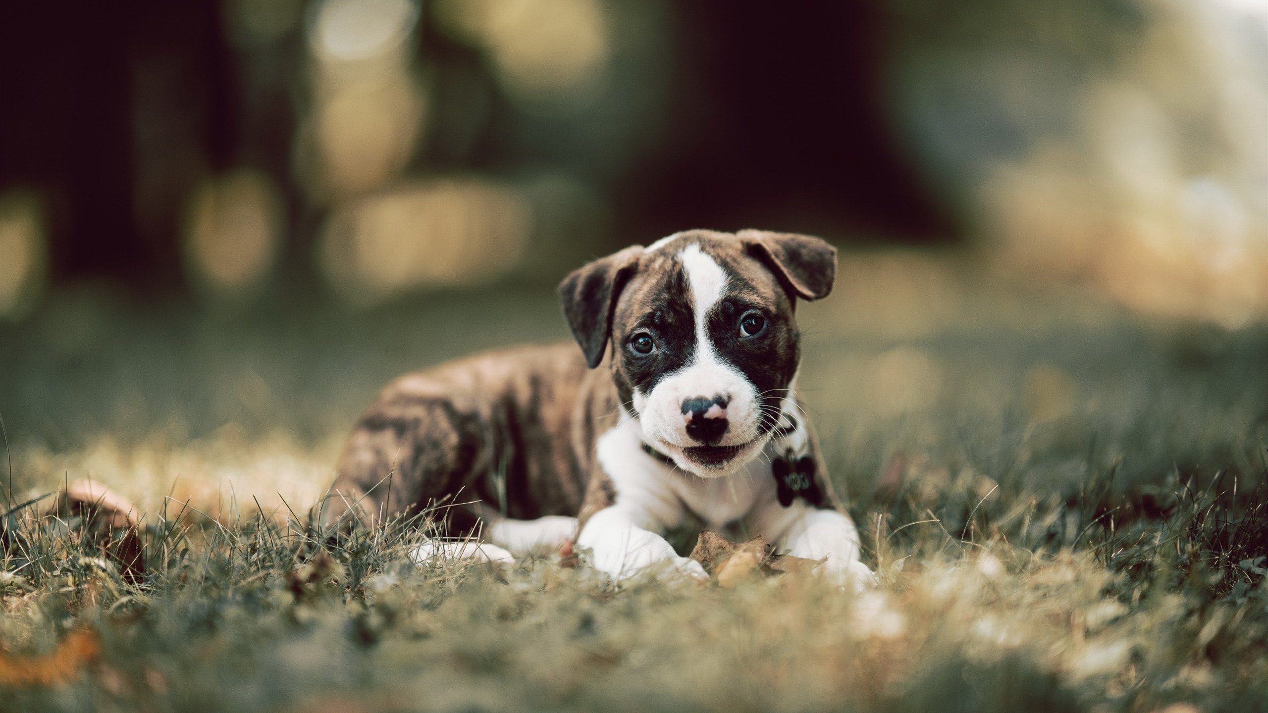 帕特森的决策力和组织力为袋鼠队提供了多样战术选择,帕特森数据