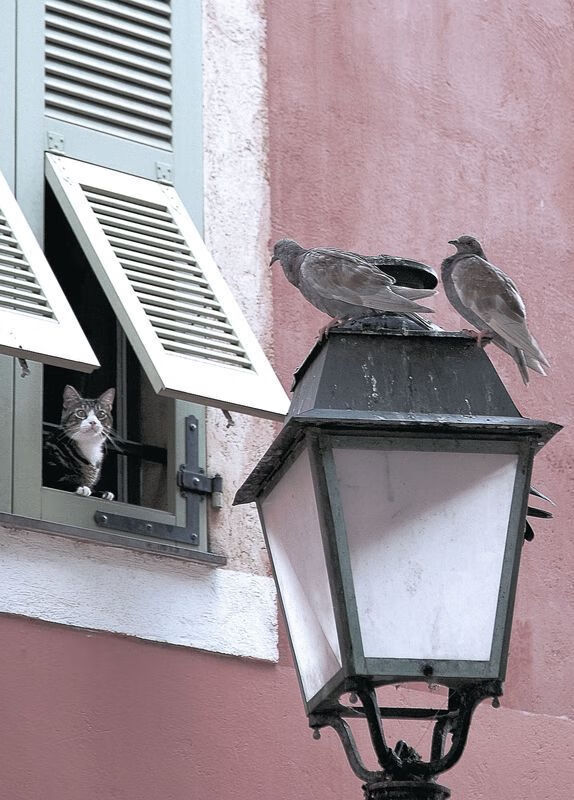 新西兰女子橄榄球引发全球关注,未来成发展重点,新西兰女子篮球队