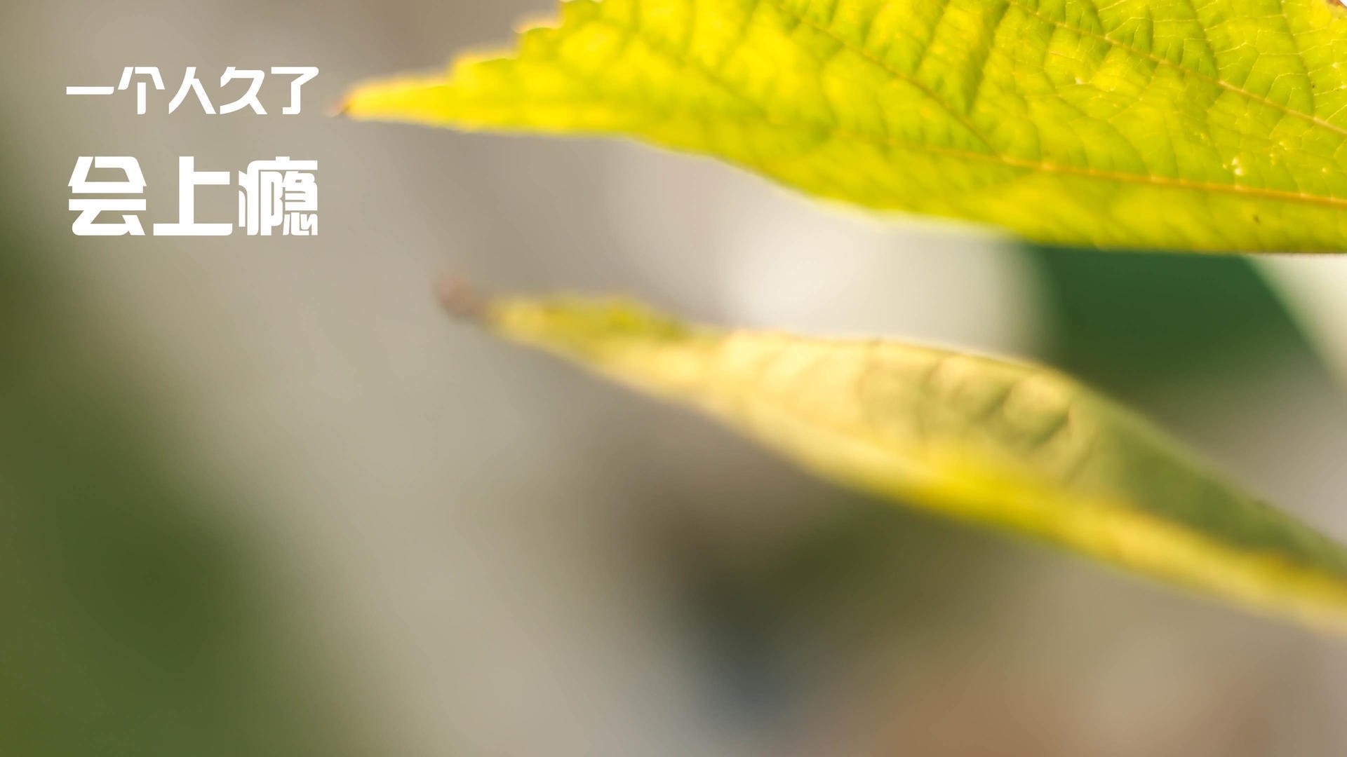 新西兰橄榄球的青少年赛事逐步成熟，吸引更多年轻球员，新西兰超级橄榄球联赛