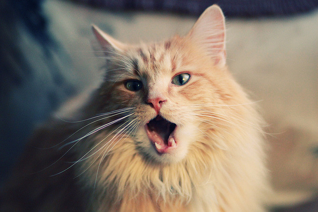 莱昂·马尔尚技术细腻统治200米混合泳赛场