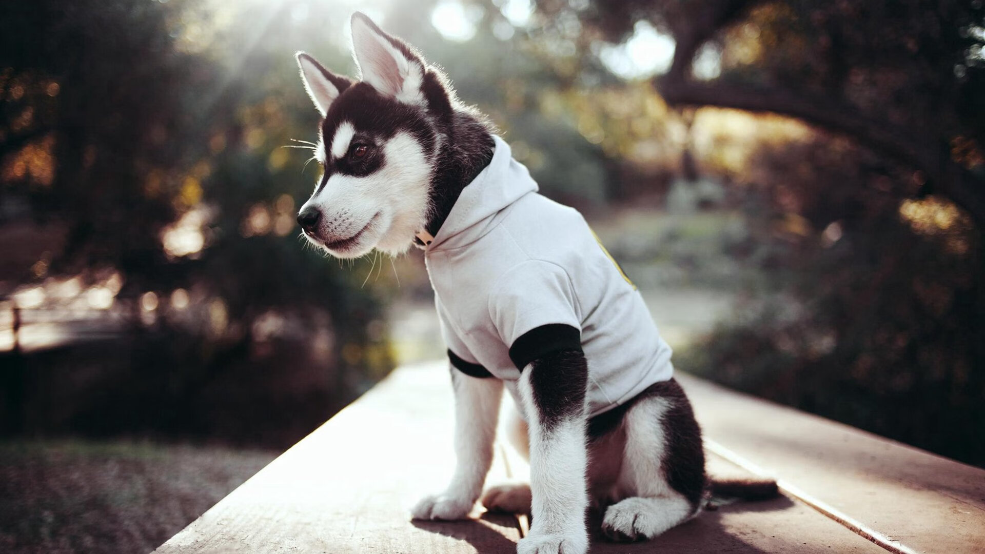 蛙泳短途决胜 切拉苏奥洛节奏完美，蛙泳奥运视频